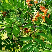 Фото плоду рослини - Горобина звичайна 